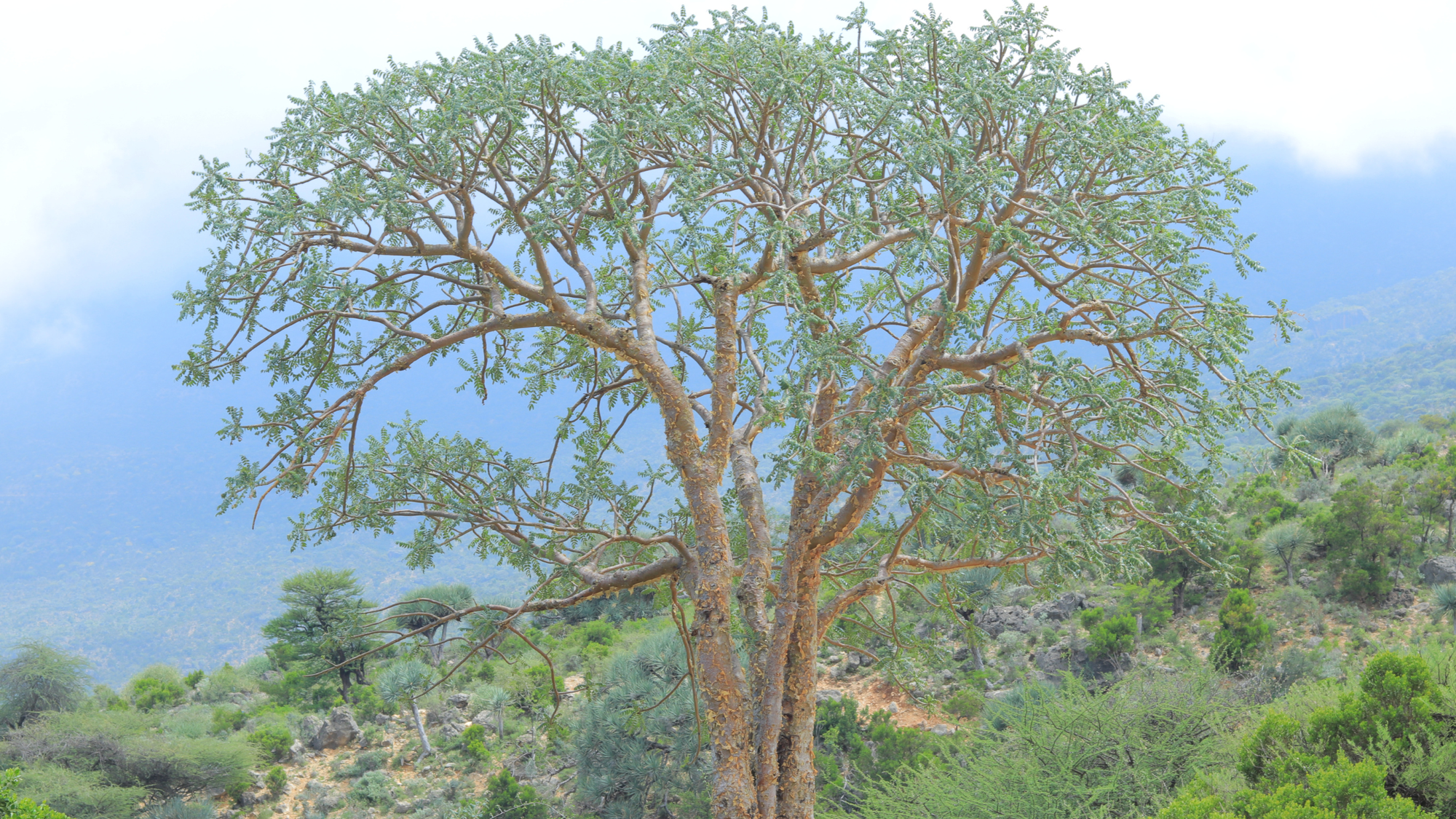Boswellia frereana- Frankincense Trees, Somaliland _ BFE-01